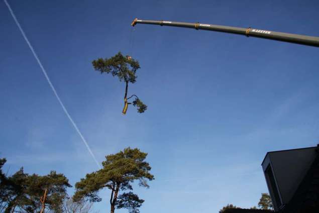 het verwijderen van bomen uit de achtertuin opruimen coniferen hagen in tilburg